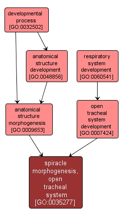 GO:0035277 - spiracle morphogenesis, open tracheal system (interactive image map)