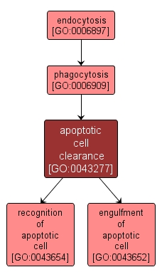 GO:0043277 - apoptotic cell clearance (interactive image map)