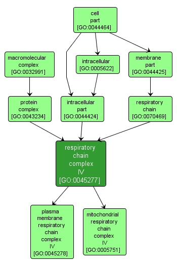 GO:0045277 - respiratory chain complex IV (interactive image map)