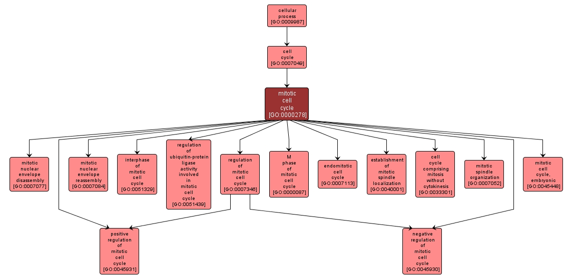 GO:0000278 - mitotic cell cycle (interactive image map)