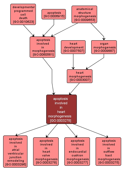 GO:0003278 - apoptosis involved in heart morphogenesis (interactive image map)