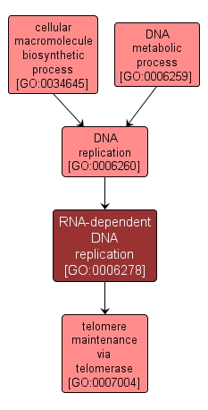 GO:0006278 - RNA-dependent DNA replication (interactive image map)