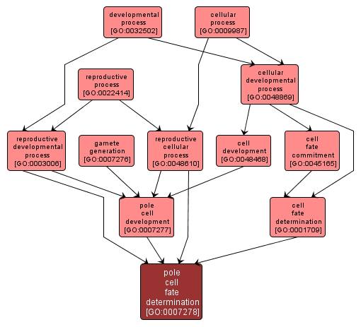 GO:0007278 - pole cell fate determination (interactive image map)