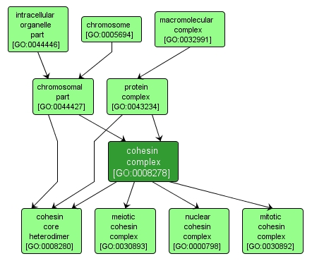 GO:0008278 - cohesin complex (interactive image map)