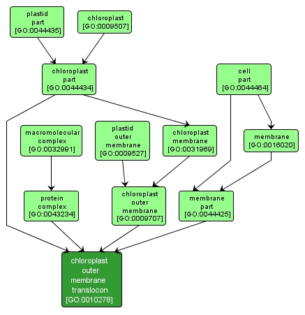 GO:0010278 - chloroplast outer membrane translocon (interactive image map)