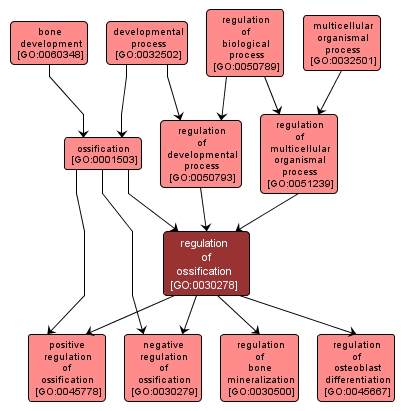 GO:0030278 - regulation of ossification (interactive image map)