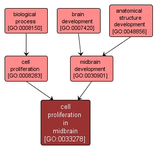 GO:0033278 - cell proliferation in midbrain (interactive image map)