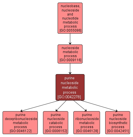 GO:0042278 - purine nucleoside metabolic process (interactive image map)