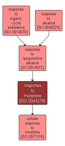 GO:0043278 - response to morphine (interactive image map)