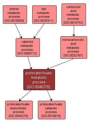 GO:0046278 - protocatechuate metabolic process (interactive image map)