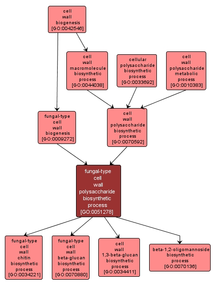 GO:0051278 - fungal-type cell wall polysaccharide biosynthetic process (interactive image map)