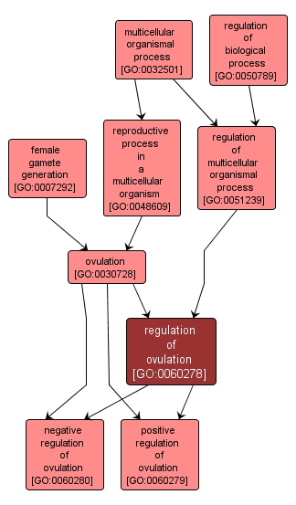 GO:0060278 - regulation of ovulation (interactive image map)