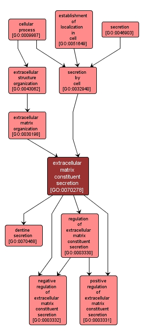 GO:0070278 - extracellular matrix constituent secretion (interactive image map)