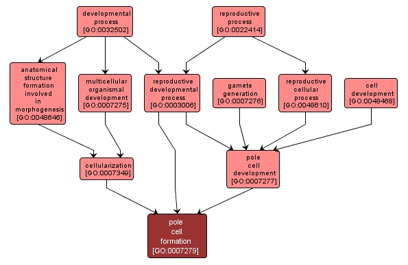 GO:0007279 - pole cell formation (interactive image map)