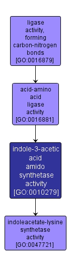GO:0010279 - indole-3-acetic acid amido synthetase activity (interactive image map)