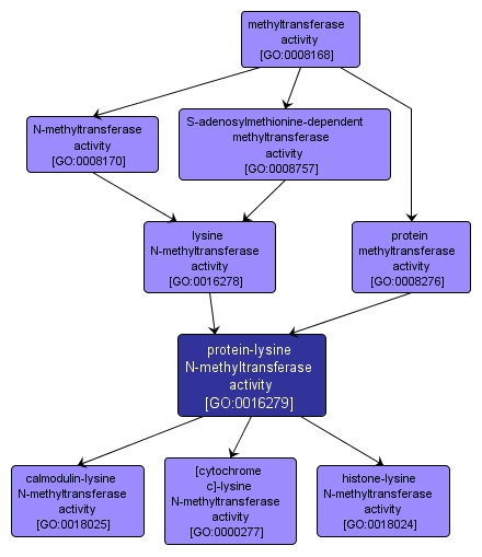 GO:0016279 - protein-lysine N-methyltransferase activity (interactive image map)