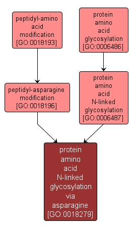 GO:0018279 - protein amino acid N-linked glycosylation via asparagine (interactive image map)