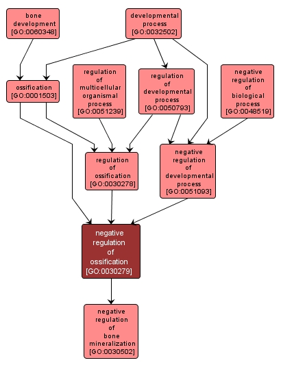 GO:0030279 - negative regulation of ossification (interactive image map)