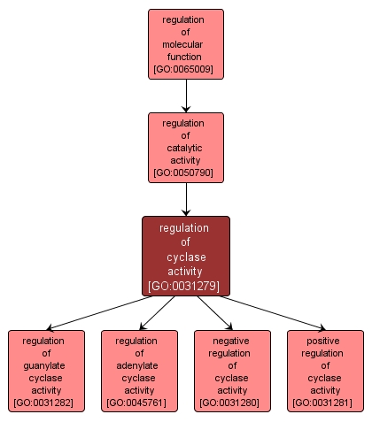 GO:0031279 - regulation of cyclase activity (interactive image map)