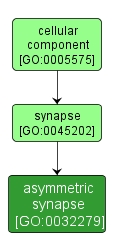 GO:0032279 - asymmetric synapse (interactive image map)