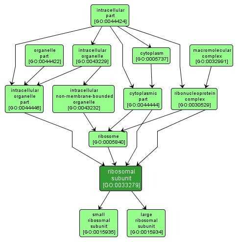 GO:0033279 - ribosomal subunit (interactive image map)