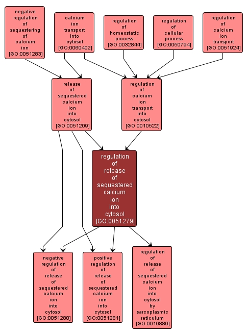 GO:0051279 - regulation of release of sequestered calcium ion into cytosol (interactive image map)