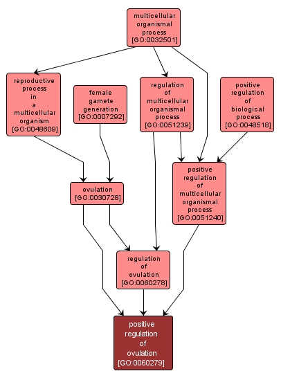 GO:0060279 - positive regulation of ovulation (interactive image map)