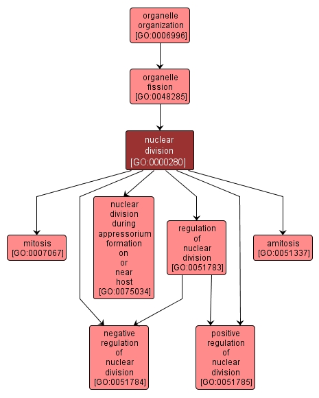 GO:0000280 - nuclear division (interactive image map)