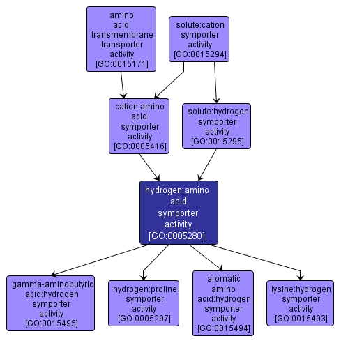 GO:0005280 - hydrogen:amino acid symporter activity (interactive image map)