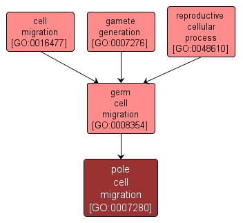 GO:0007280 - pole cell migration (interactive image map)