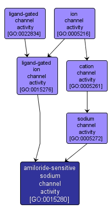 GO:0015280 - amiloride-sensitive sodium channel activity (interactive image map)