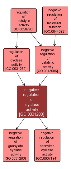 GO:0031280 - negative regulation of cyclase activity (interactive image map)