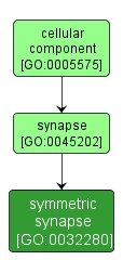 GO:0032280 - symmetric synapse (interactive image map)