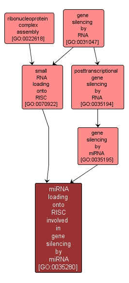 GO:0035280 - miRNA loading onto RISC involved in gene silencing by miRNA (interactive image map)