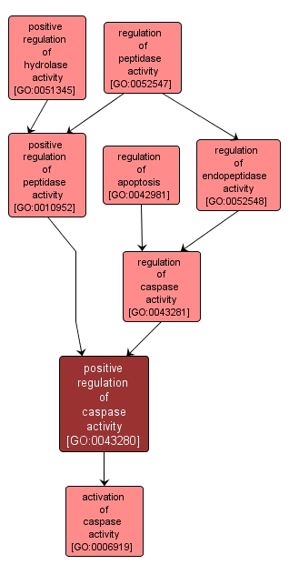 GO:0043280 - positive regulation of caspase activity (interactive image map)