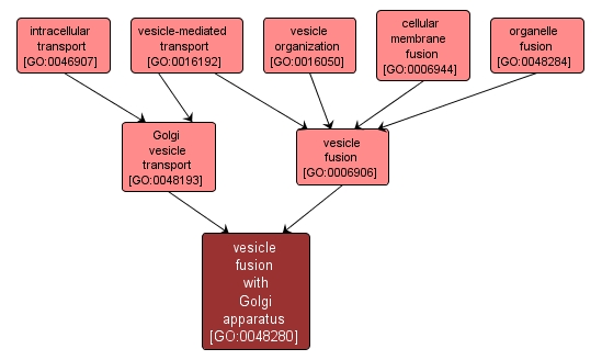 GO:0048280 - vesicle fusion with Golgi apparatus (interactive image map)