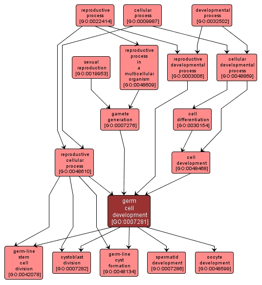 GO:0007281 - germ cell development (interactive image map)