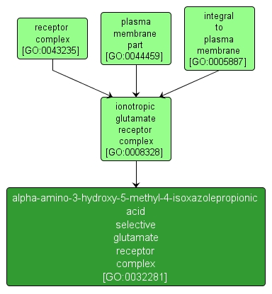 GO:0032281 - alpha-amino-3-hydroxy-5-methyl-4-isoxazolepropionic acid selective glutamate receptor complex (interactive image map)
