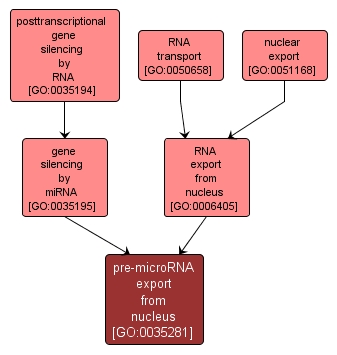 GO:0035281 - pre-microRNA export from nucleus (interactive image map)