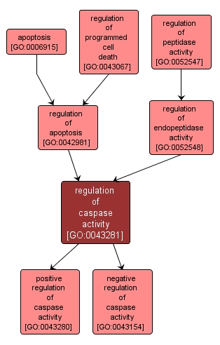 GO:0043281 - regulation of caspase activity (interactive image map)