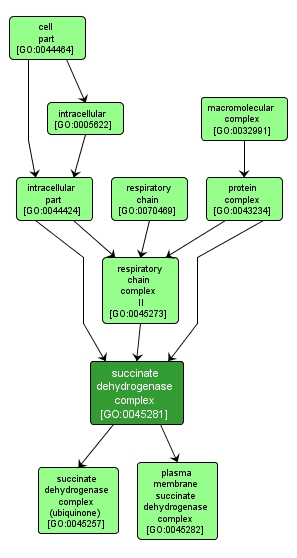 GO:0045281 - succinate dehydrogenase complex (interactive image map)