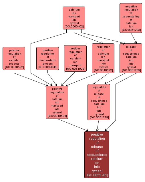 GO:0051281 - positive regulation of release of sequestered calcium ion into cytosol (interactive image map)