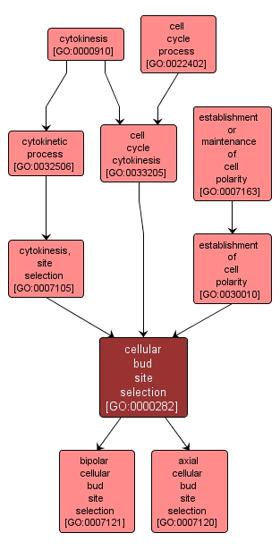 GO:0000282 - cellular bud site selection (interactive image map)