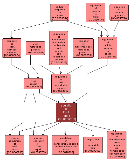 GO:0006282 - regulation of DNA repair (interactive image map)