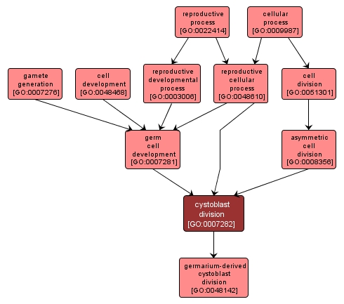 GO:0007282 - cystoblast division (interactive image map)