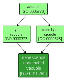 GO:0010282 - senescence associated vacuole (interactive image map)