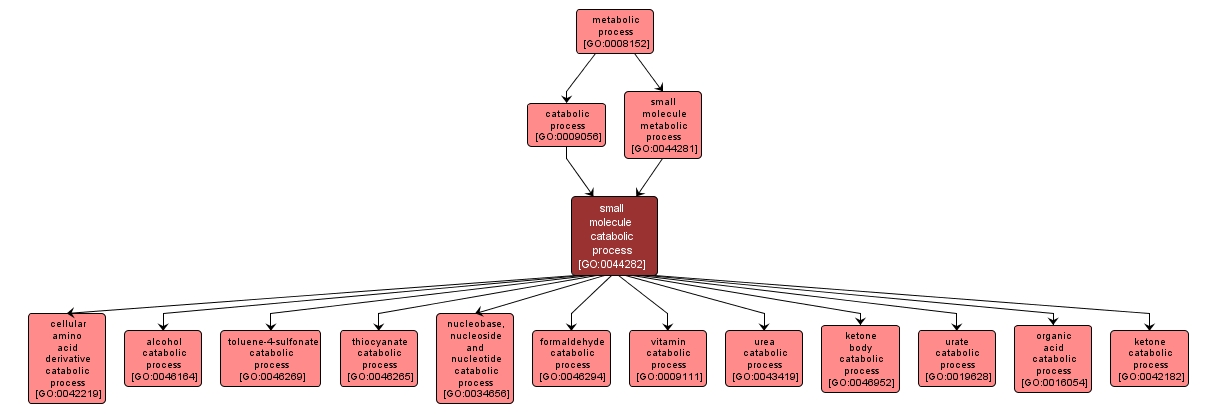 GO:0044282 - small molecule catabolic process (interactive image map)