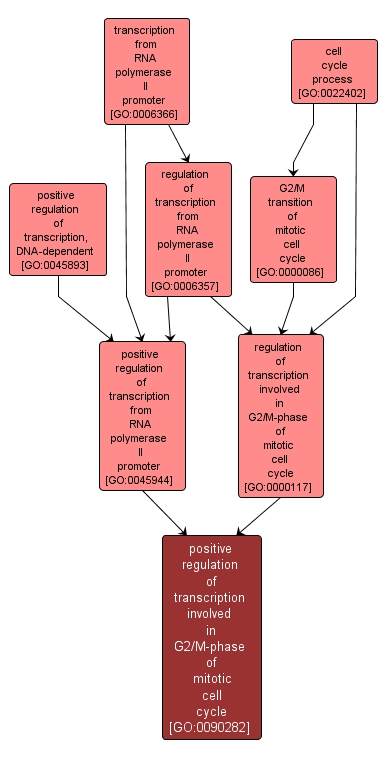 GO:0090282 - positive regulation of transcription involved in G2/M-phase of mitotic cell cycle (interactive image map)