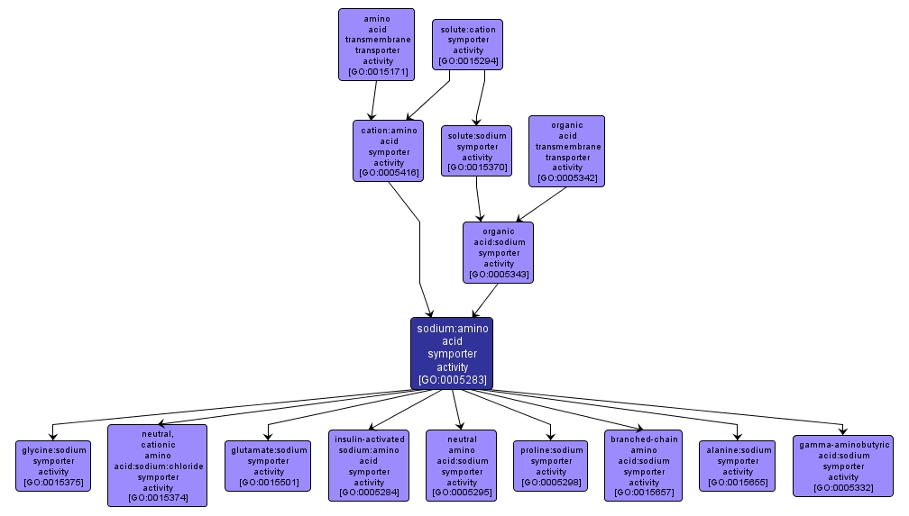 GO:0005283 - sodium:amino acid symporter activity (interactive image map)