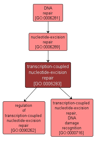 GO:0006283 - transcription-coupled nucleotide-excision repair (interactive image map)